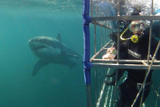 African Shark Eco-Charters Shark Cage Diving Cape Town - Photo 1 of 10